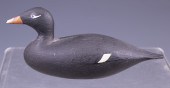 WHITE-WINGED SCOTER BY JOSEPH LINCOLN