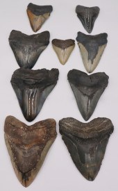 FOSSIL. (9) MEGALODON FOSSILIZED TEETH.
