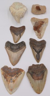 FOSSIL. (7) MEGALODON FOSSILIZED TEETH.