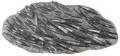 LARGE ORTHOCERAS FOSSIL PLATE, 41H,
