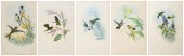 (5) John Gould hand colored bird prints,