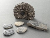 TRILOBITE AND AMMONITE FOSSILS, GROUP