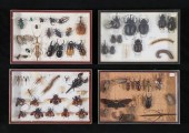 LOT OF INSECT & OTHER SPECIMENS BEETLES,