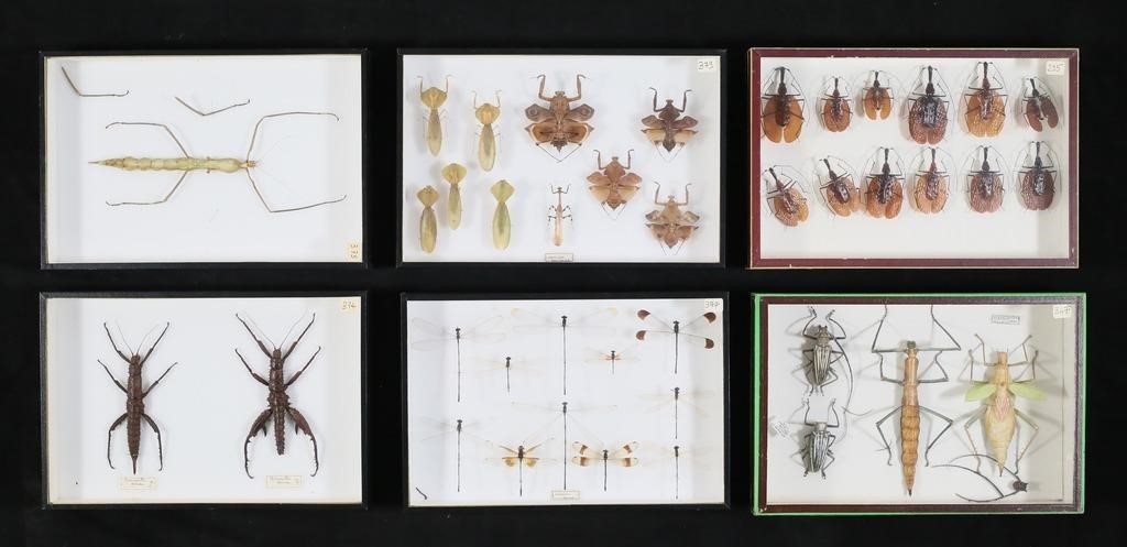 COLLECTION OF INSECT SPECIMENS6 3c8731