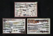 LOT OF BEETLE & INSECT SPECIMENS3 display
