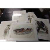 Five Gould prints, Sooty Crow-strike,