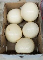 FIVE OSTRICH EGGSFive Ostrich Eggs,
