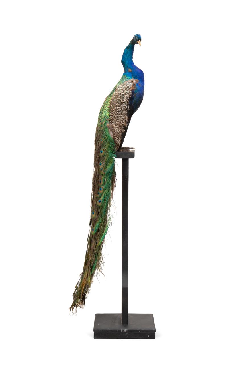 TAXIDERMY PEACOCK MOUNT ON BLACK 3cd278