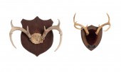 TWO ANTLER MOUNTS ON WOOD PLAQUES Two