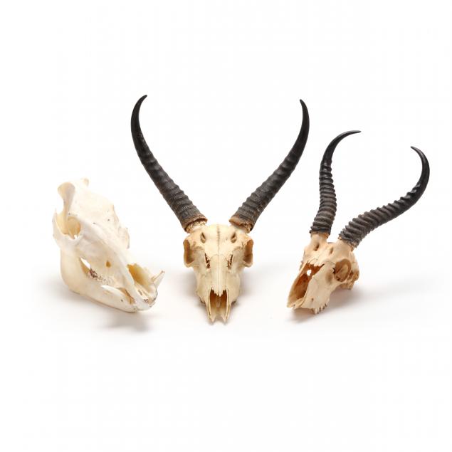 A TAXIDERMY WARTHOG SKULL AND TWO 3cc5d1