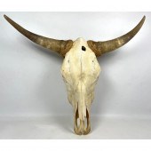 Natural Real Bull Steer Head Skull.