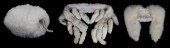 WHITE STOLES AND MUFFNatural mink stole