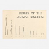 JIM KNOWLTON PENISES OF THE ANIMAL