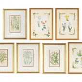 A Group of Seven Botanical Prints in