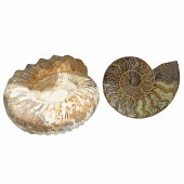 TWO AMMONITE FOSSILS Two ammonite fossils,
