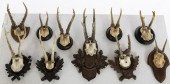 10 MOUNTED ANTLERS10 Mounted Antlers,
